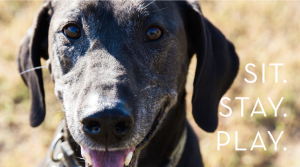 Wags 'n Whiskers | Home | Sit. Stay. Play._banner
