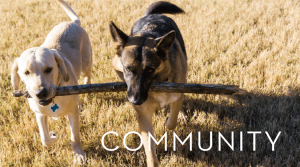 Wags 'n Whiskers | Community_banner_img
