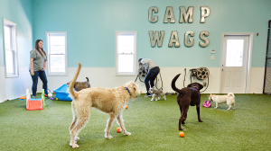 Wags 'n Whiskers | Services | Daycare_banner_img