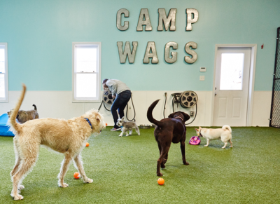 Wags 'n Whiskers | Services | Daycare_banner_img