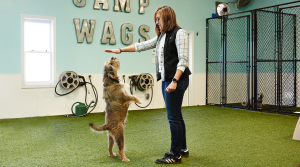 Wags 'n Whiskers | Services | Training_banner_img