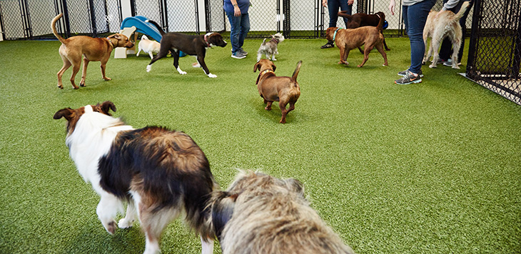 Wags 'n Whiskers, Birmingham's comprehensive pet care facility, has an indoor, climate-controlled, canine grass play area.