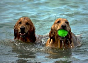Tips for playing with your dog this summer