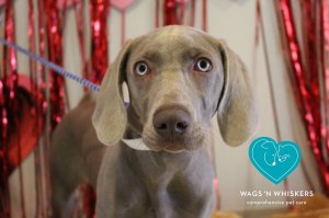 Positive Reinforcement | Wags 'n Whiskers